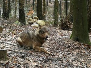 ZASTRZELONO DWA WILKI, W TYM MIKO LECZONEGO W OŚRODKU W NAPROMKU 3 70073533 3283876821653236 7571784853289435136 N