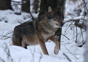 ZASTRZELONO DWA WILKI, W TYM MIKO LECZONEGO W OŚRODKU W NAPROMKU 5 71051934 3283875544986697 2894622191578513408 N