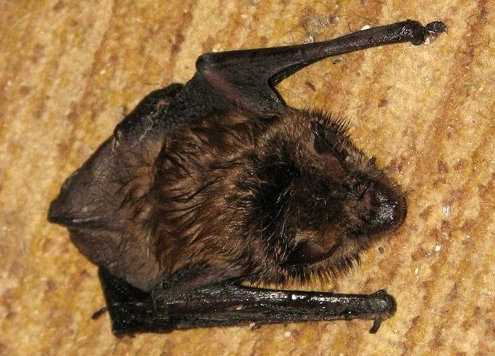 Little Brown Bat 1543474 960 720 E1568291172930