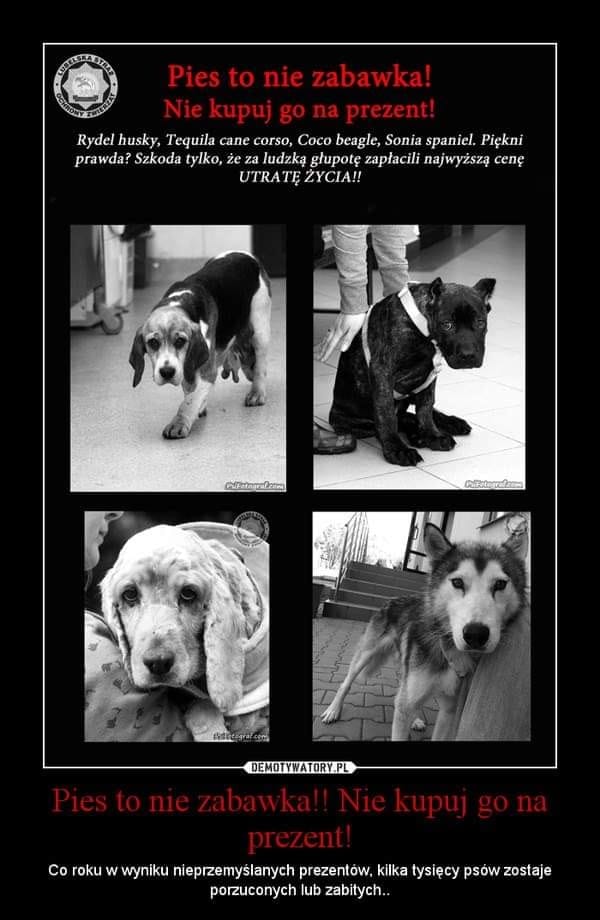 PIES CZY KOT TO NIE ZABAWKA - NIE KUPUJ GO NA PREZENT! 2 78842595 429971787955035 6358670425706201088 N