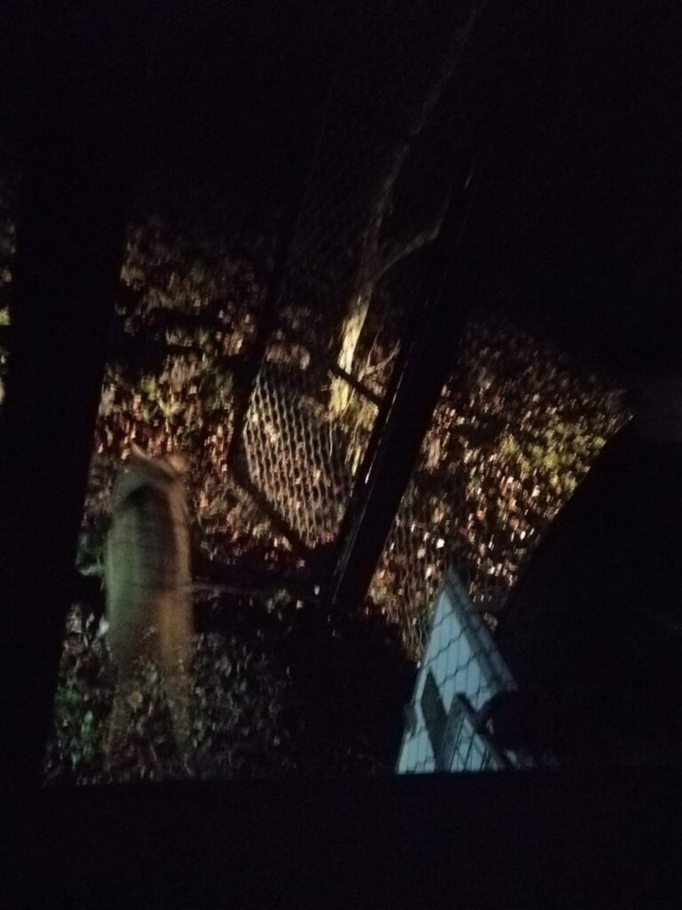 SZCZĘŚLIWY POWRÓT WILKÓW LECZONYCH W OŚRODKU W NAPROMKU DO DOMU 7 80186872 1305265272991487 8297970343079837696 O
