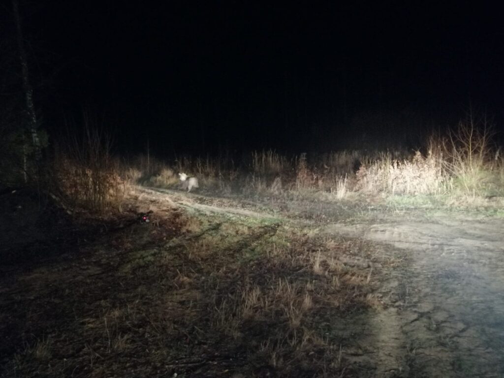 SZCZĘŚLIWY POWRÓT WILKÓW LECZONYCH W OŚRODKU W NAPROMKU DO DOMU 6 80245276 1305260829658598 5852835647466766336 O