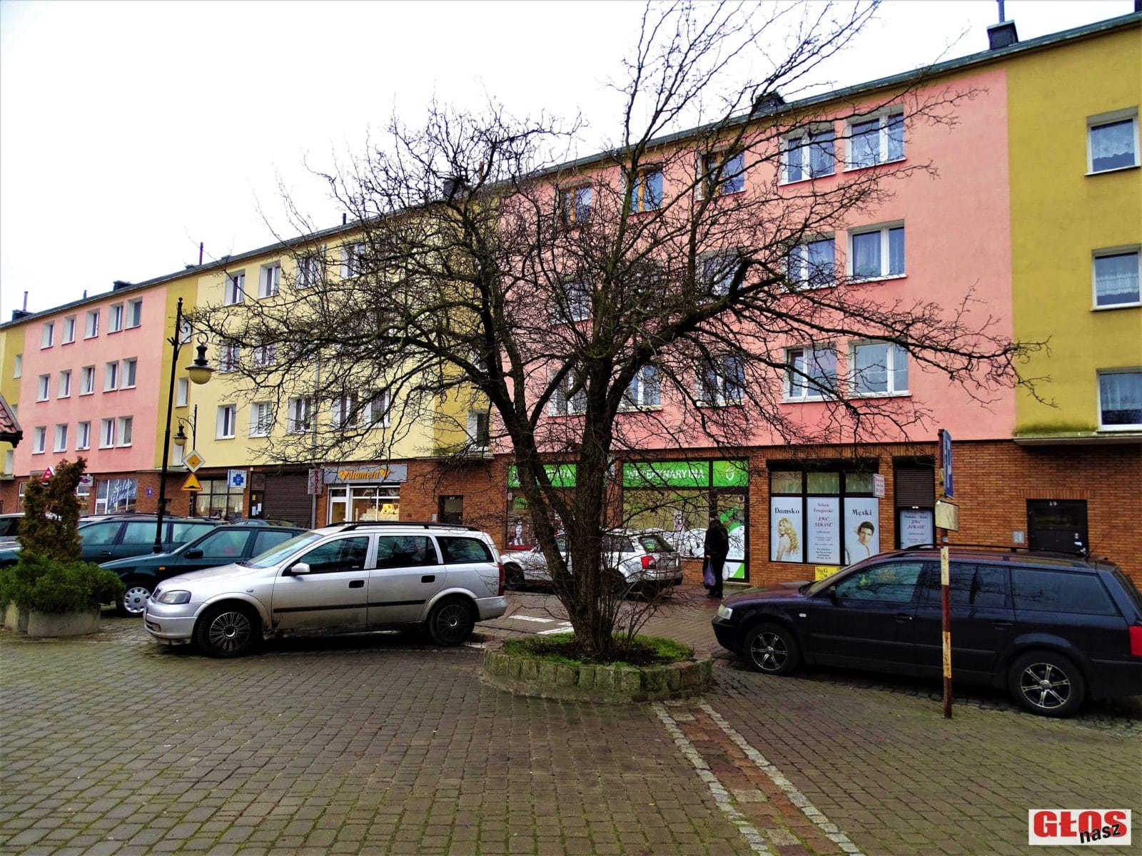 SĄ NOWE NASADZENIA DRZEW NA PL. TYSIĄCLECIA, KONIECZNA BĘDZIE TEŻ WYCINKA STARYCH 1 Dsc04497