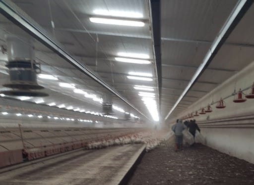 POWSTANIE STREFA ZAGROŻENIA PTASIĄ GRYPĄ W POWIECIE OSTRÓDZKIM 1 Kurnikk