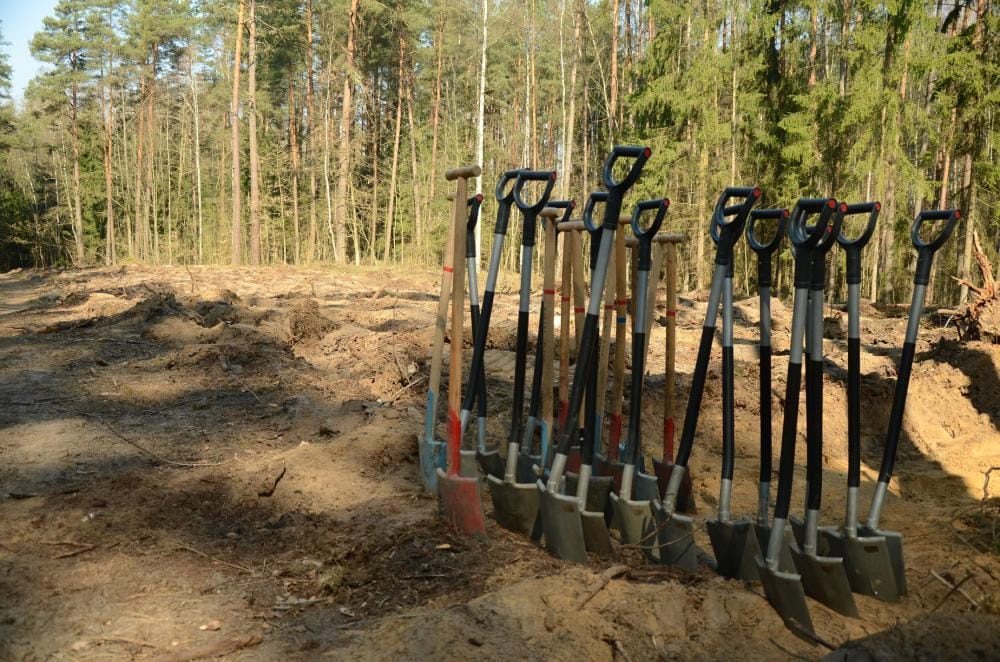 19 MILIONÓW DRZEW POSADZĄ TEJ WIOSNY LEŚNICY W NASZYM REGIONIE 1 Article 19