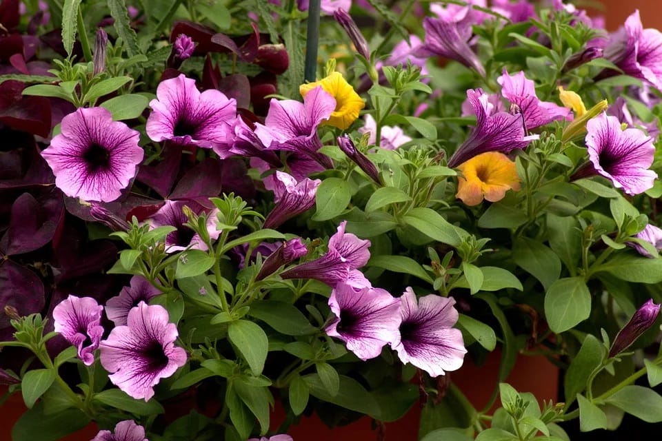 PRZESUNIĘTO TERMIN "ZIELONEJ ARENY" ORAZ TARGÓW "TWÓJ DOM, TWÓJ OGRÓD" 1 Farmers Market Petunias 3511000 960 720