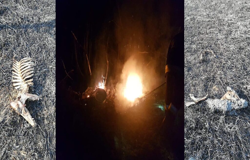 CZASEM ZDJĘCIA MÓWIĄ WIĘCEJ NIŻ SŁOWA! NIE WYPALAJ TRAW! 19 nie wypalaj