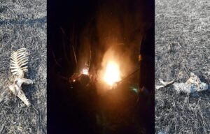 CZASEM ZDJĘCIA MÓWIĄ WIĘCEJ NIŻ SŁOWA! NIE WYPALAJ TRAW! 14 Nie Wypalaj