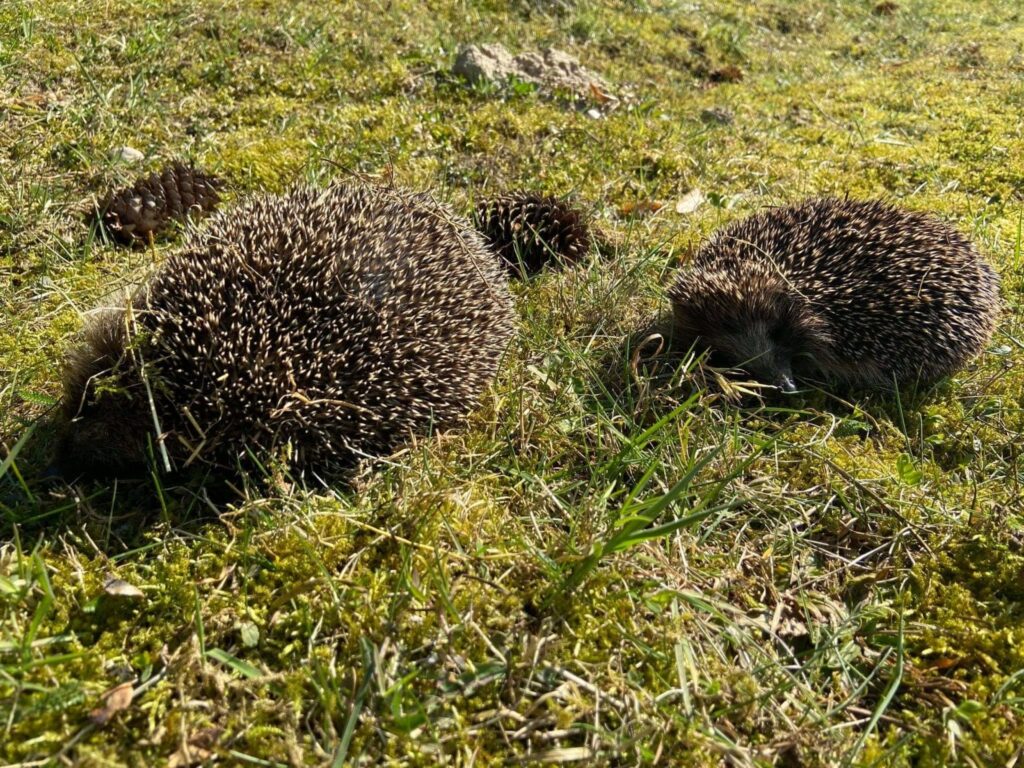 WYDRA, KOZŁY I JEŻE WRÓCIŁY DO SWOJEGO ŚRODOWISKA DZIĘKI LEŚNIKOM Z NAPROMKA 2 Image Gallery 10