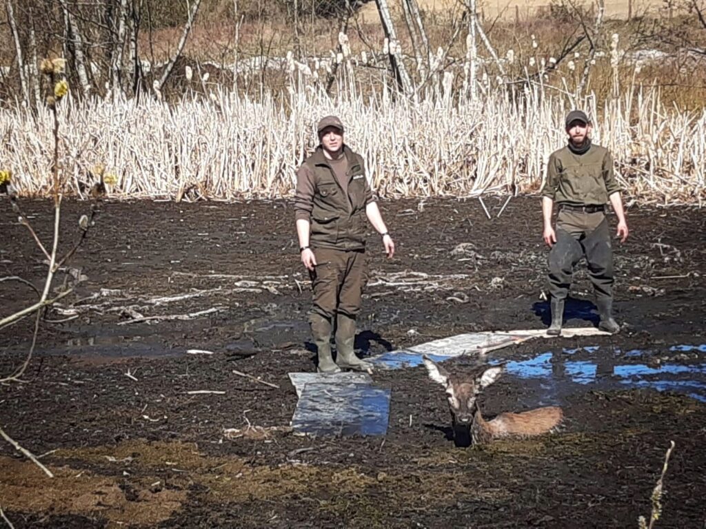 JELEŃ WPADŁ DO BAGNA. GDYBY NIE POMOC LEŚNIKÓW Z REGIONU, UTOPIŁBY SIĘ 3 Image Gallery 17