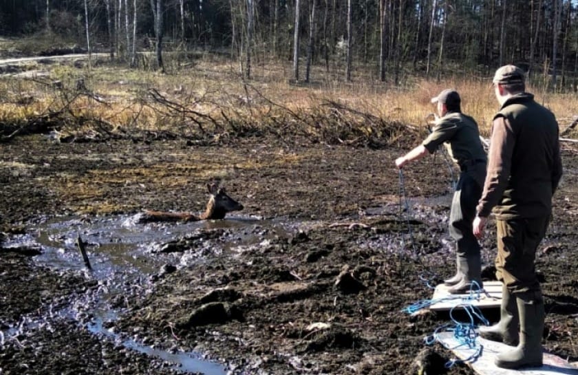 JELEŃ WPADŁ DO BAGNA. GDYBY NIE POMOC LEŚNIKÓW Z REGIONU, UTOPIŁBY SIĘ 1 Image Gallery 18