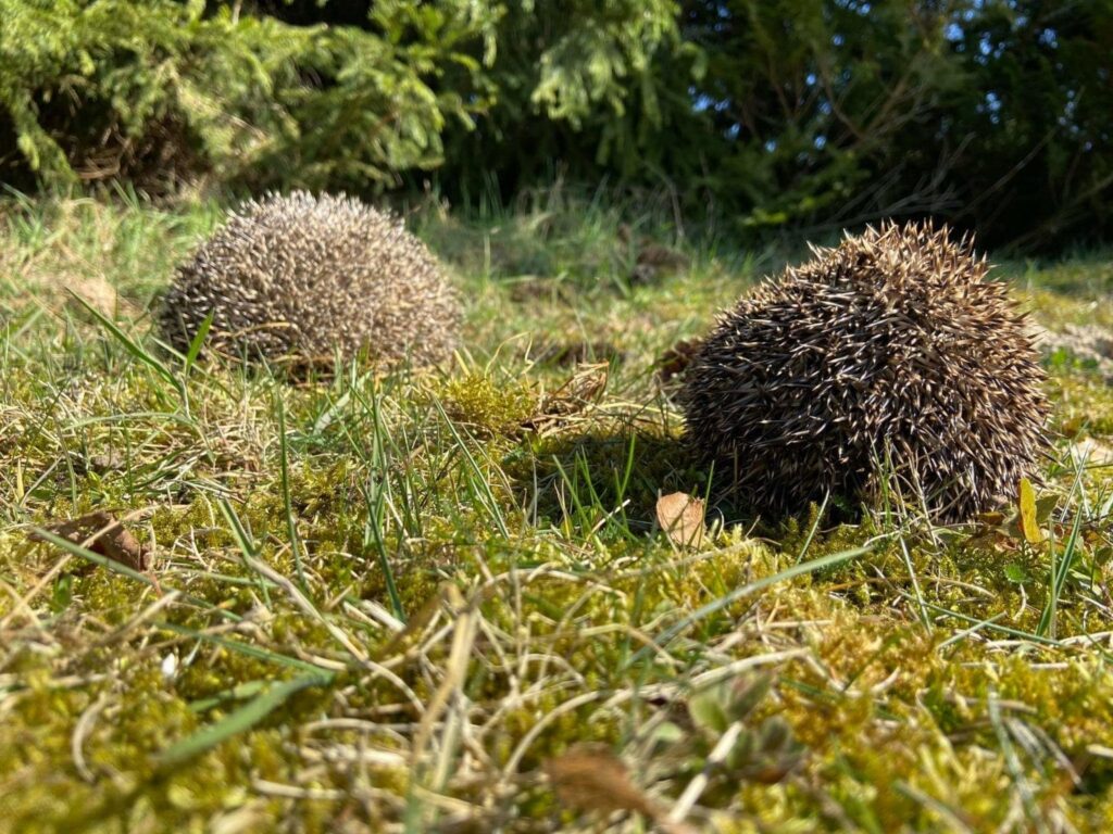 WYDRA, KOZŁY I JEŻE WRÓCIŁY DO SWOJEGO ŚRODOWISKA DZIĘKI LEŚNIKOM Z NAPROMKA 5 Image Gallery 8