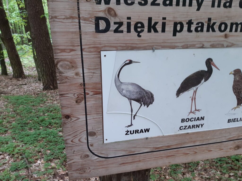ZDEWASTOWANO ŚCIEŻKĘ EDUKACYJNĄ W NADLEŚNICTWIE STARE JABŁONKI 6 97039257 1395923977282637 63856156417720320 O