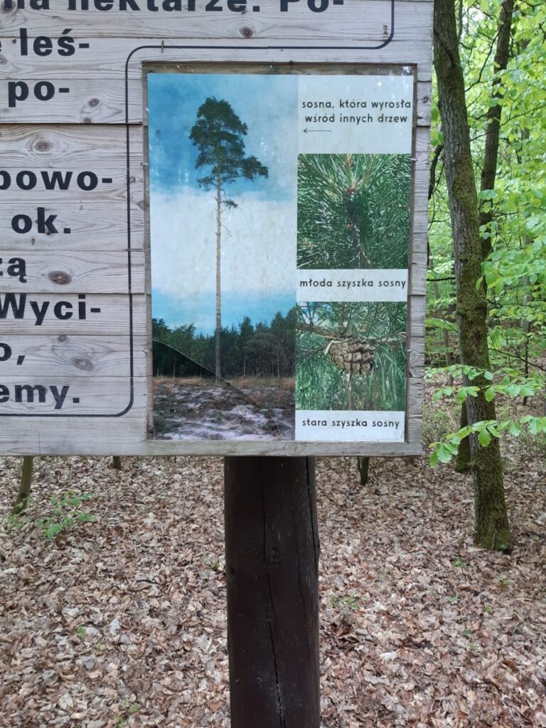 ZDEWASTOWANO ŚCIEŻKĘ EDUKACYJNĄ W NADLEŚNICTWIE STARE JABŁONKI 7 97723453 1395924283949273 3976055614810882048 O