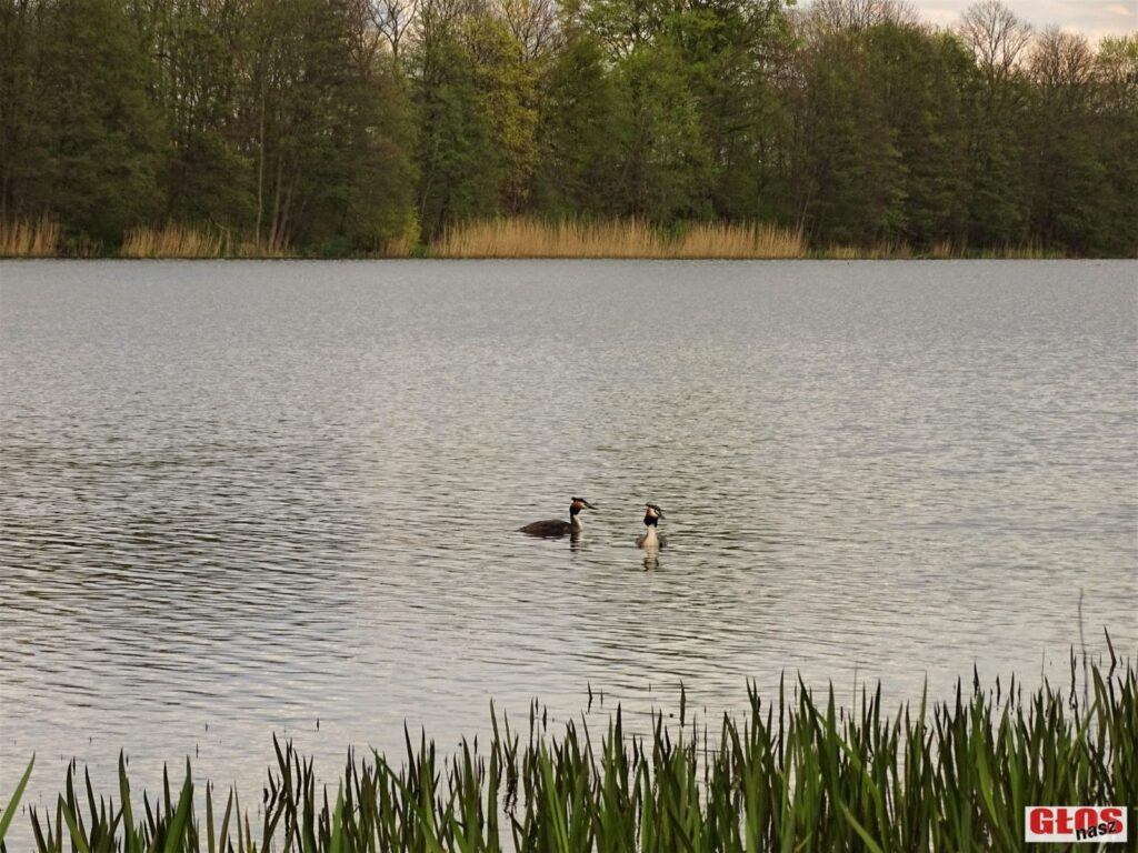 PERKOZY I ŁYSKI NA JEZIORZE SAJMINO (galeria zdjęć) 14 Dsc09257