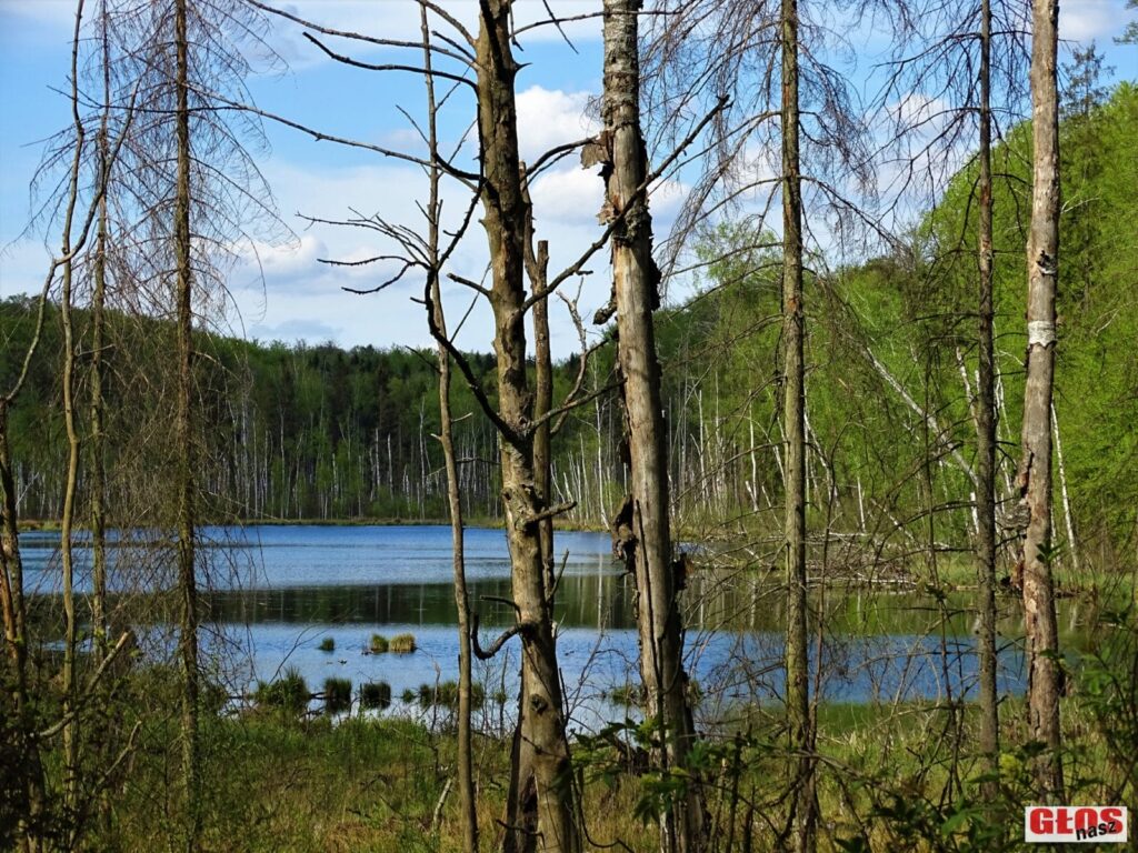 NIEZWYKŁE JEZIORO POŚRODKU LASU NA WZGÓRZACH DYLEWSKICH (Z FRANCUZAMI W TLE) 4 Dsc09337