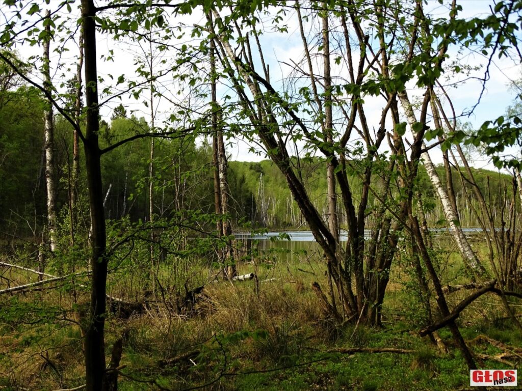 NIEZWYKŁE JEZIORO POŚRODKU LASU NA WZGÓRZACH DYLEWSKICH (Z FRANCUZAMI W TLE) 5 Dsc09338