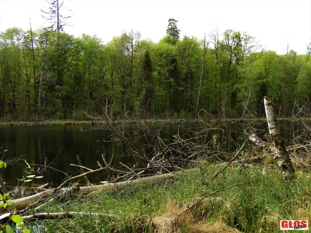 NIEZWYKŁE JEZIORO POŚRODKU LASU NA WZGÓRZACH DYLEWSKICH (Z FRANCUZAMI W TLE) 6 Dsc09339