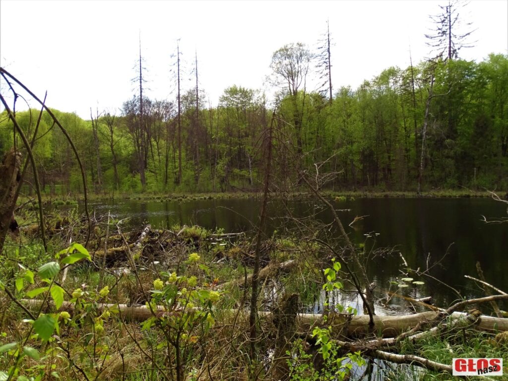 NIEZWYKŁE JEZIORO POŚRODKU LASU NA WZGÓRZACH DYLEWSKICH (Z FRANCUZAMI W TLE) 8 Dsc09341