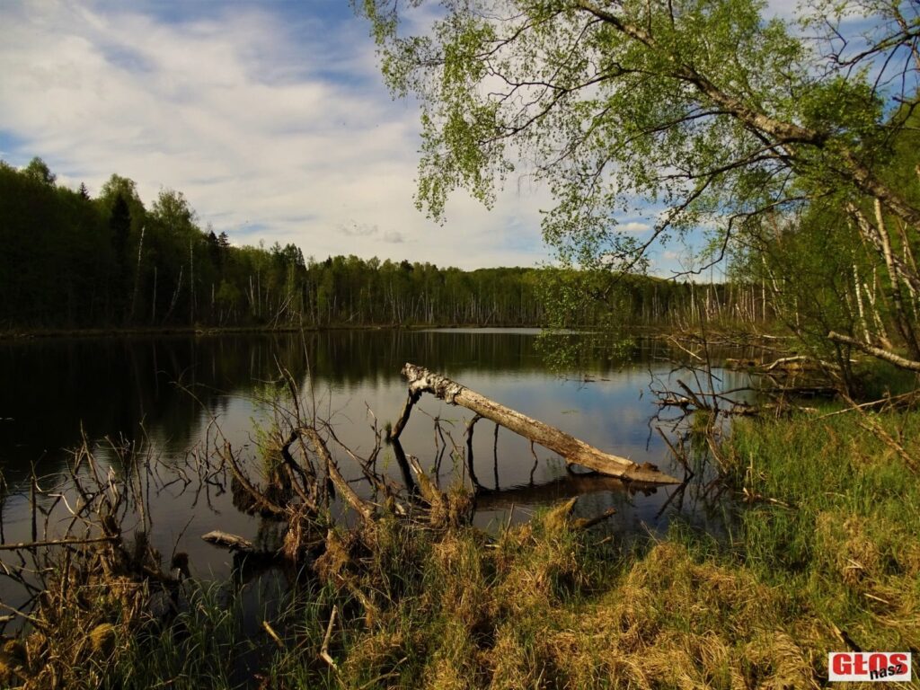 NIEZWYKŁE JEZIORO POŚRODKU LASU NA WZGÓRZACH DYLEWSKICH (Z FRANCUZAMI W TLE) 2 Dsc09347