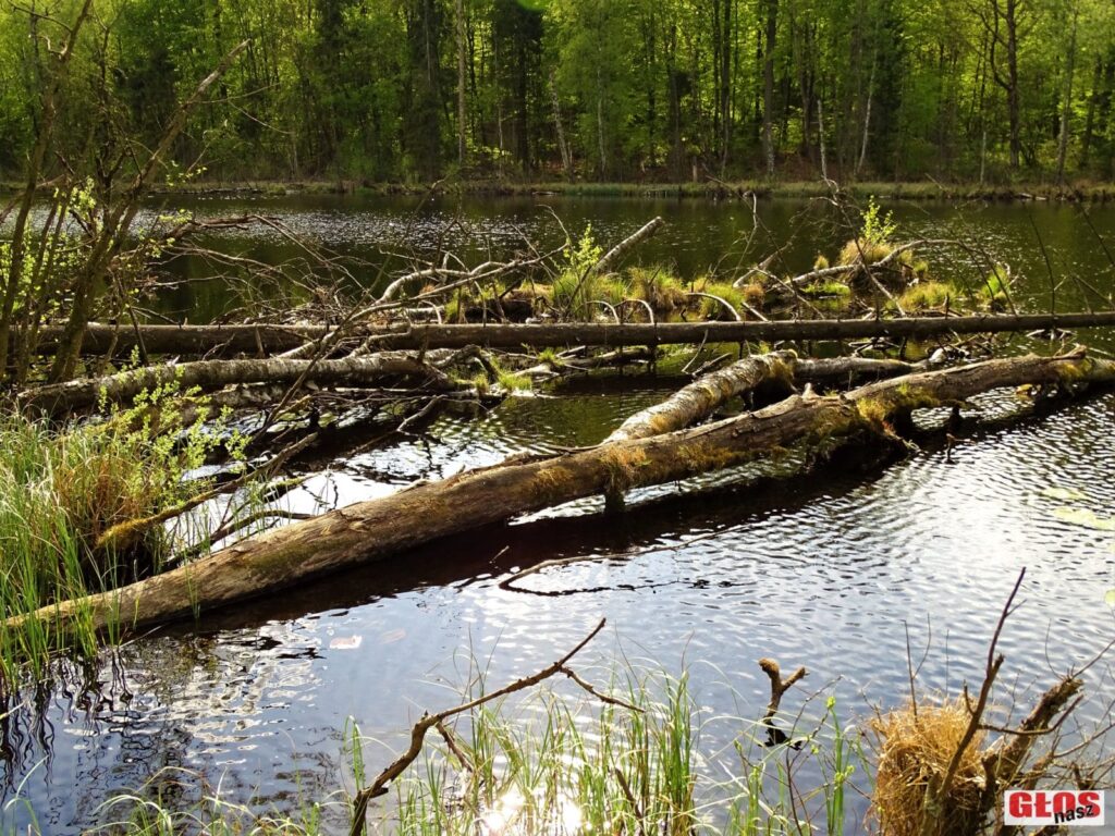 NIEZWYKŁE JEZIORO POŚRODKU LASU NA WZGÓRZACH DYLEWSKICH (Z FRANCUZAMI W TLE) 15 Dsc09356