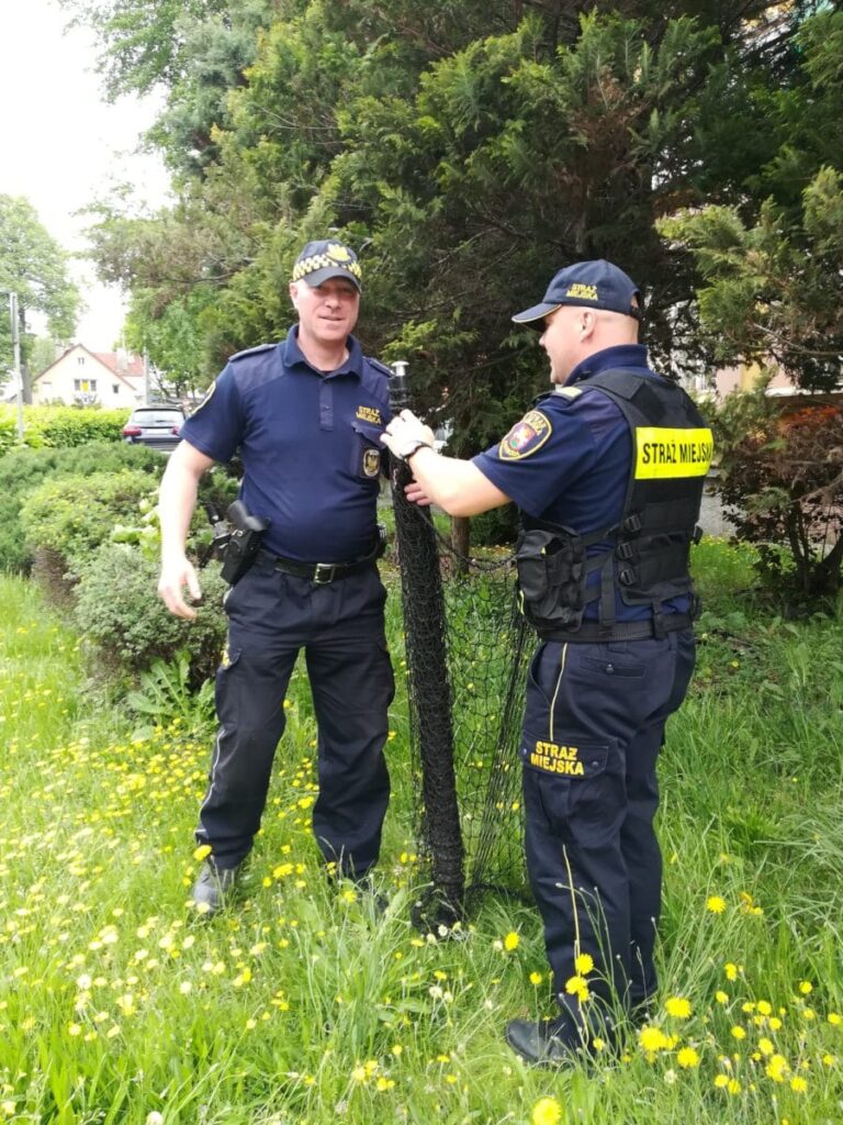 SARNA BIEGAŁA DZIŚ PO ULICACH OSTRÓDY! SZCZĘŚLIWIE WRÓCIŁA DO LASU 3 102934665 947688589008442 8371958104010522624 O