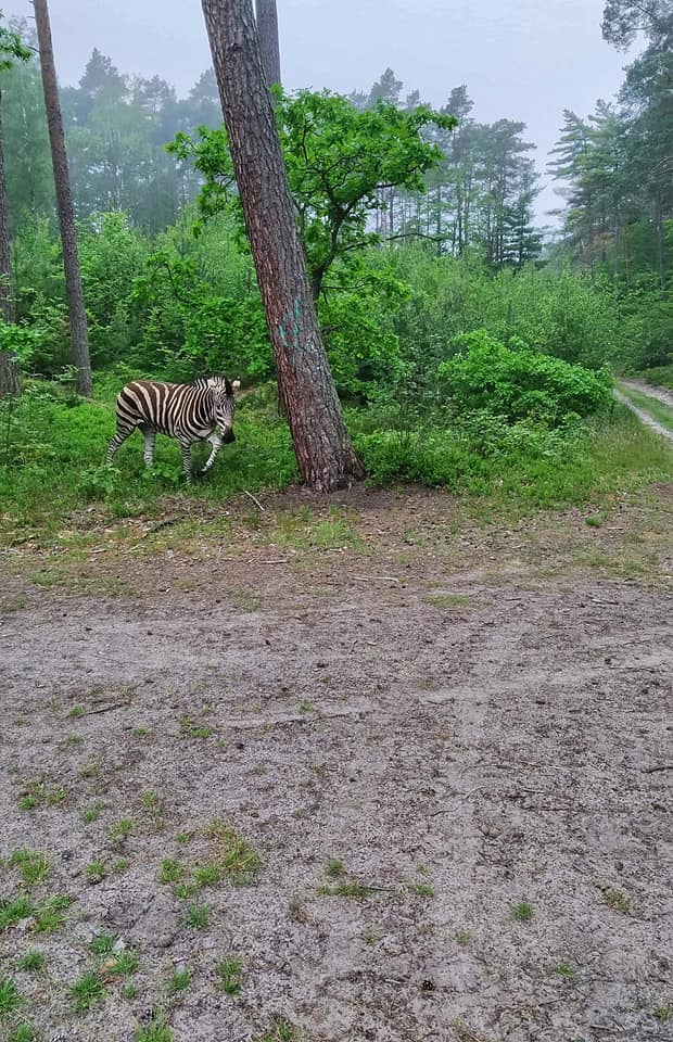 NIESPOTYKANY WIDOK: ZEBRA SPACEROWAŁA PO LESIE W NADLEŚNICTWIE ELBLĄG 4 103284785 3942007122536106 1781962139781645169 N