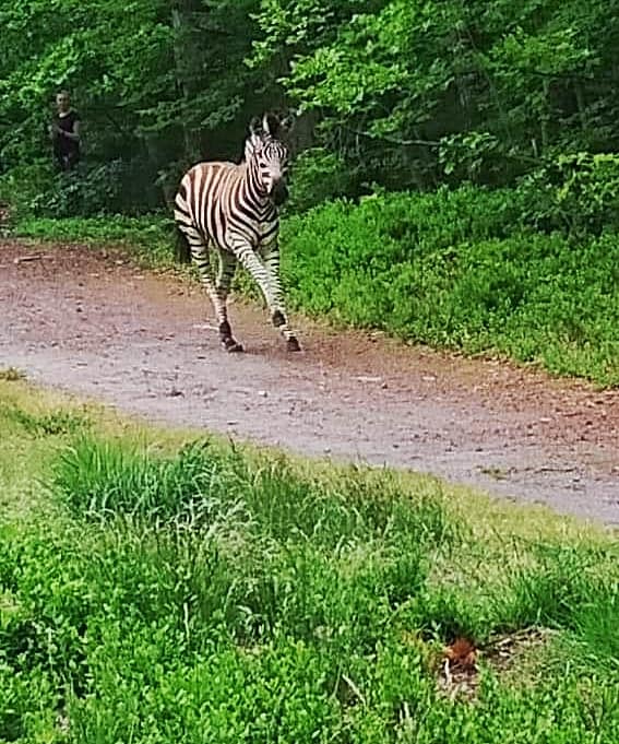 NIESPOTYKANY WIDOK: ZEBRA SPACEROWAŁA PO LESIE W NADLEŚNICTWIE ELBLĄG 3 103391342 3942006885869463 6507871575254912439 N