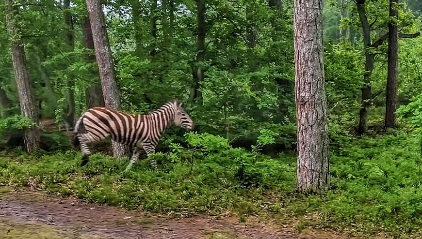 NIESPOTYKANY WIDOK: ZEBRA SPACEROWAŁA PO LESIE W NADLEŚNICTWIE ELBLĄG 1 103502995 3942006742536144 8537700666218655221 N 1