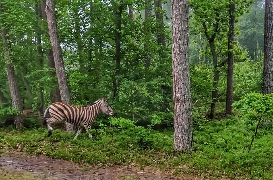 NIESPOTYKANY WIDOK: ZEBRA SPACEROWAŁA PO LESIE W NADLEŚNICTWIE ELBLĄG 2 103502995 3942006742536144 8537700666218655221 N
