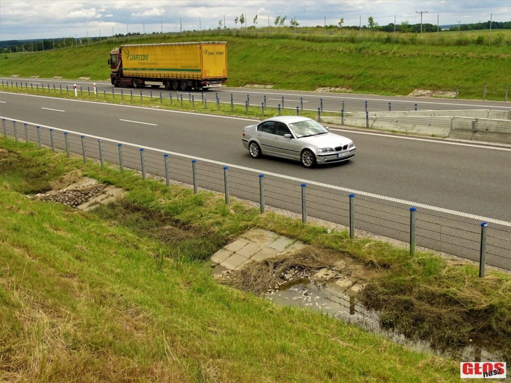 MNÓSTWO ŚNIĘTYCH RYB OBOK KRAJOWEJ 16 W KAJKOWIE. SKĄD TAM SIĘ WZIĘŁY? 5 Dsc00008