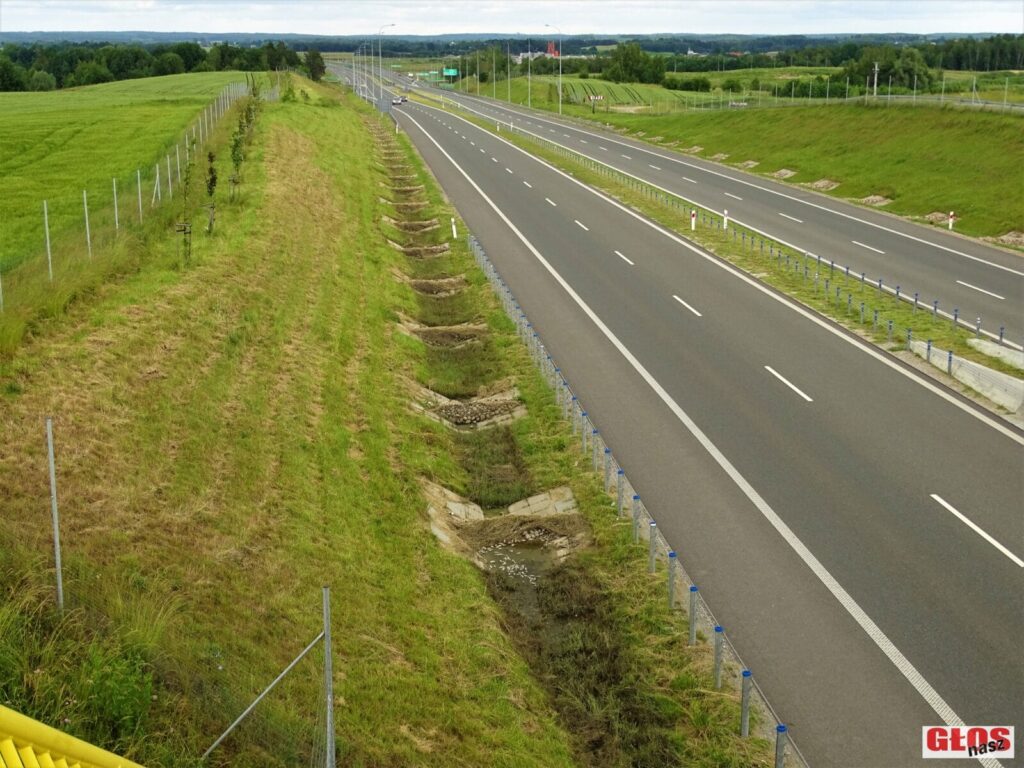MNÓSTWO ŚNIĘTYCH RYB OBOK KRAJOWEJ 16 W KAJKOWIE. SKĄD TAM SIĘ WZIĘŁY? 15 Dsc00032