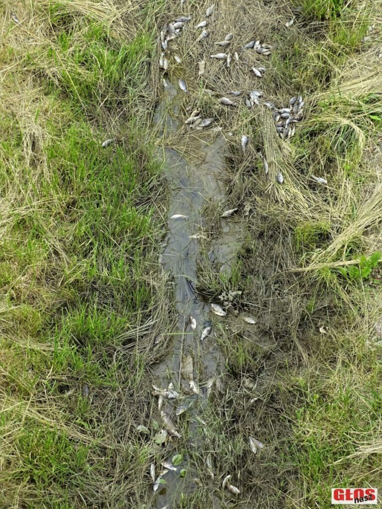 MNÓSTWO ŚNIĘTYCH RYB OBOK KRAJOWEJ 16 W KAJKOWIE. SKĄD TAM SIĘ WZIĘŁY? 19 Dsc00036