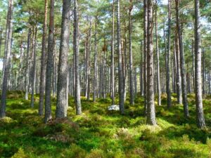 WEŹ PIENIĄDZE NA POSADZENIE LASU! 19 Forest 272595 960 720