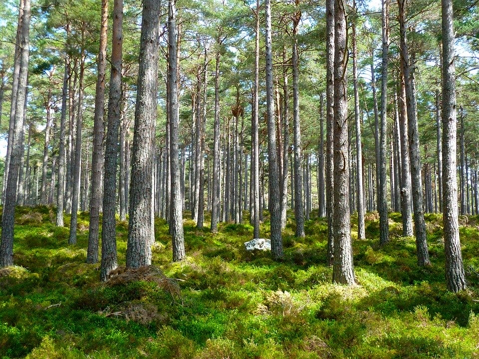 WEŹ PIENIĄDZE NA POSADZENIE LASU! 1 Forest 272595 960 720