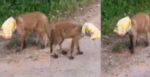 REGION: URATOWANO LISKA Z OPAKOWANIEM PO CHIPSACH NA GŁOWIE (video) 18 Lisek