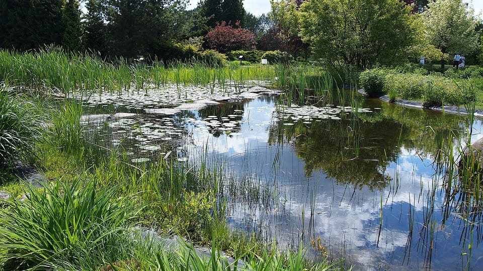 Pond 2380145 960 720