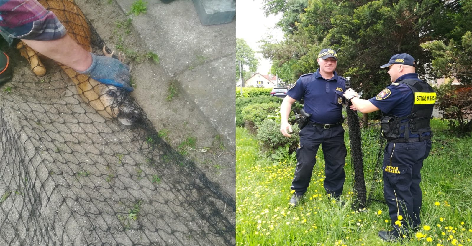 SARNA BIEGAŁA DZIŚ PO ULICACH OSTRÓDY! SZCZĘŚLIWIE WRÓCIŁA DO LASU 1 Sarna1