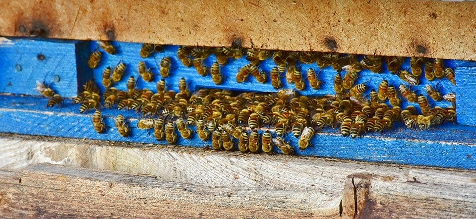 Bees 3609059 960 720