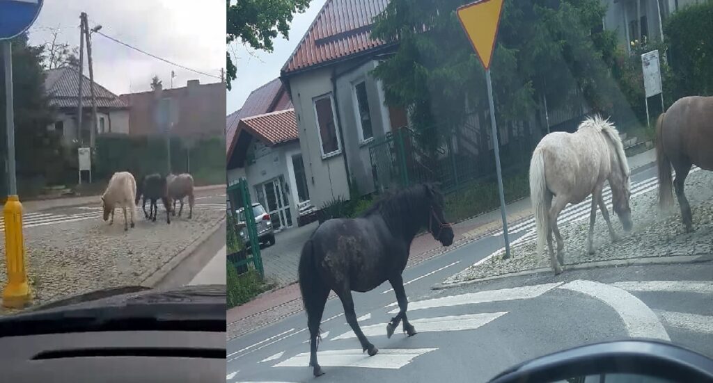 KILKA KUCYKÓW CHODZI BEZ OPIEKI WOKÓŁ KAPLICZKI W KAJKOWIE. KOMUŚ UCIEKŁY? (video) 14 kucyki
