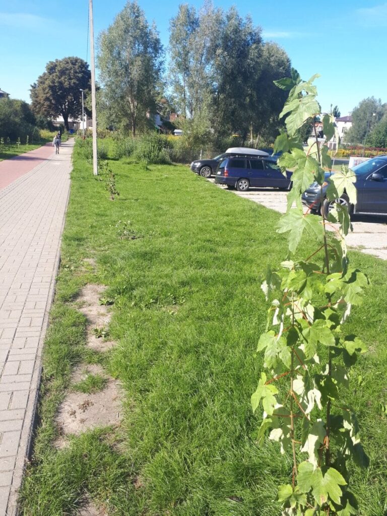 OGÓLNOPOLSKA AKCJA #SADZIMY LAS TAKŻE W OSTRÓDZIE 7 119745654 1026084267835540 2388332113517870585 O