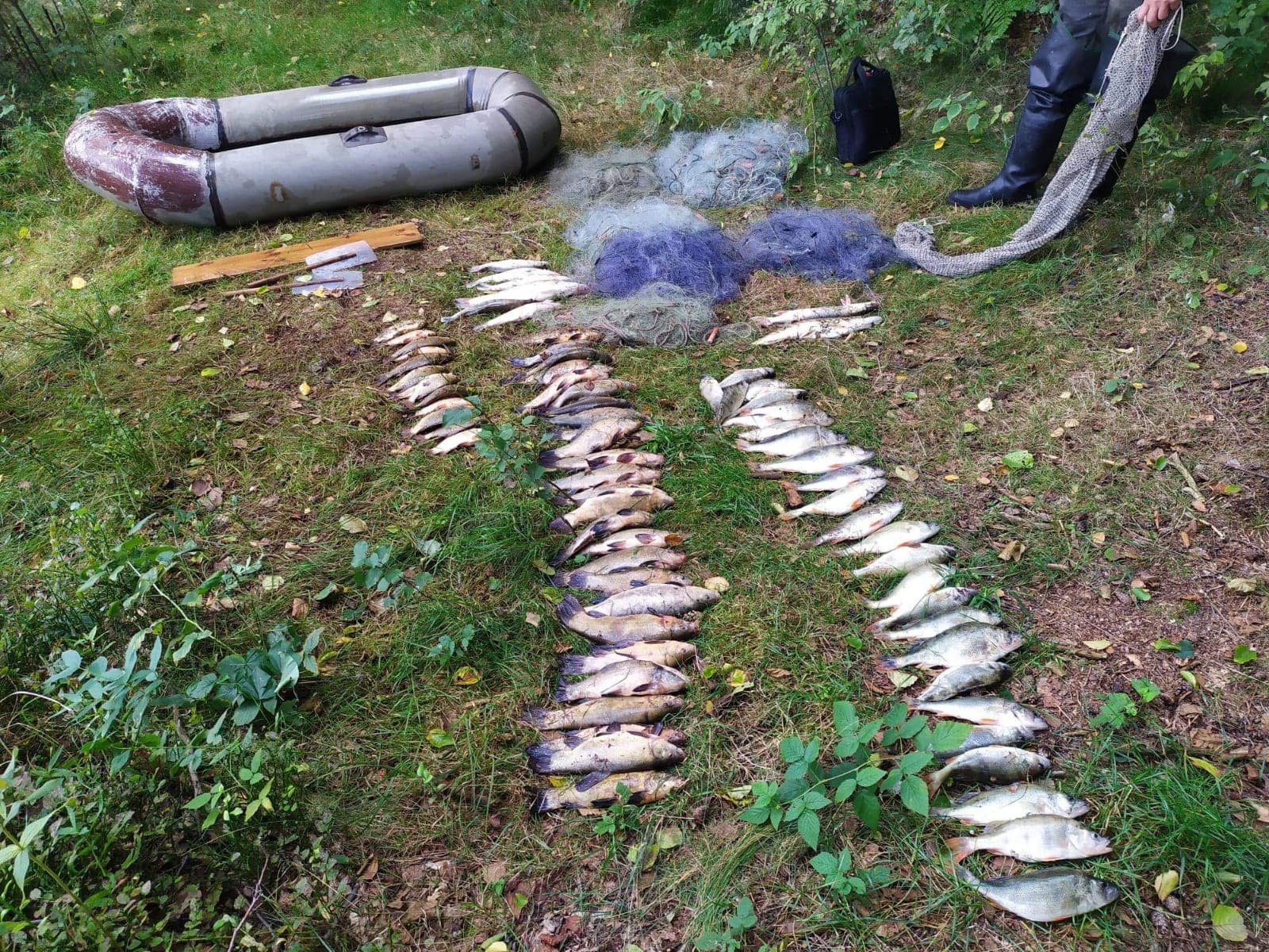 KŁUSOWNIK NIELEGALNIE ZŁOWIŁ 31 KG RYB - SAM TEŻ ZOSTAŁ "ZŁOWIONY" 1 Img 20200910 Wa0014