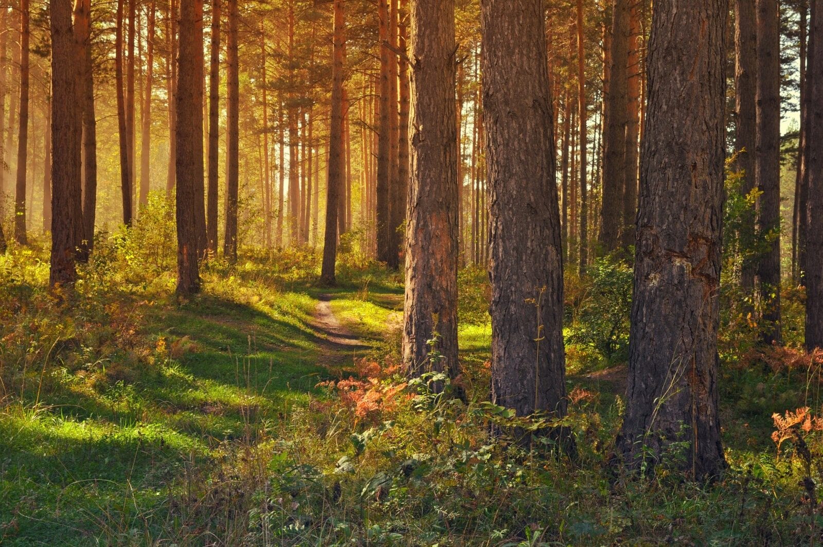DZIEŃ DZIKIEJ FLORY, FAUNY I NATURALNYCH SIEDLISK. ICH OCHRONA TO OBOWIĄZEK NAS WSZYSTKICH 1 Lasy To Naturalne Siedliska Wielu Zwierzat Fot.