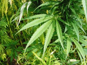 MIESZKANIEC GMINY ŁUKTA ODPOWIE ZA KRADZIEŻE, WŁAMANIA I... UPRAWĘ KONOPI 16 Hemp 2156643 960 720