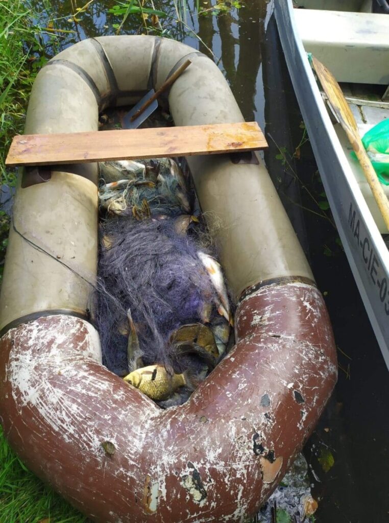 KŁUSOWNIK NIELEGALNIE ZŁOWIŁ 31 KG RYB - SAM TEŻ ZOSTAŁ "ZŁOWIONY" 3 Image Gallery 22