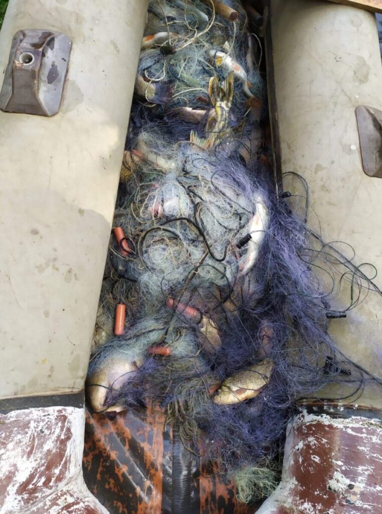 KŁUSOWNIK NIELEGALNIE ZŁOWIŁ 31 KG RYB - SAM TEŻ ZOSTAŁ "ZŁOWIONY" 2 Image Gallery 23