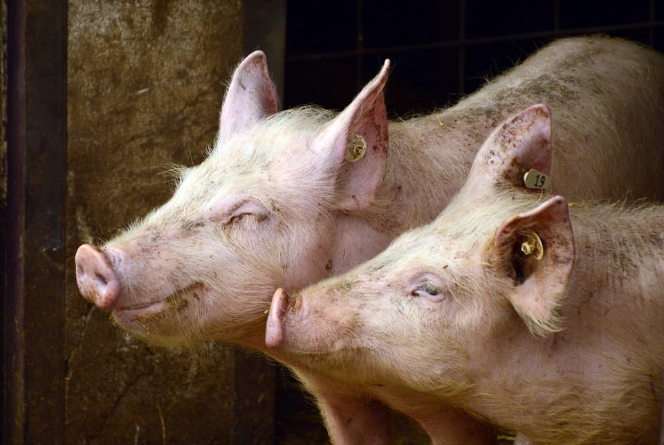 6480 ŚWIŃ ZOSTANIE ZABITYCH PO WYKRYCIU AFRYKAŃSKIEGO POMORU ŚWIŃ W GMINIE MORĄG 1 Pigs 3967549 960 720