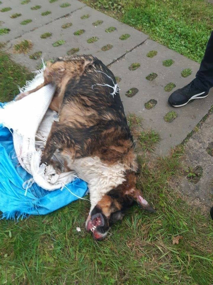 ZATRZYMANO 19-LATKA PODEJRZANEGO O POBICIE I ZABICIE PÓŁROCZNEGO PSA 2 121215051 3387548597991709 5241642063925018571 N