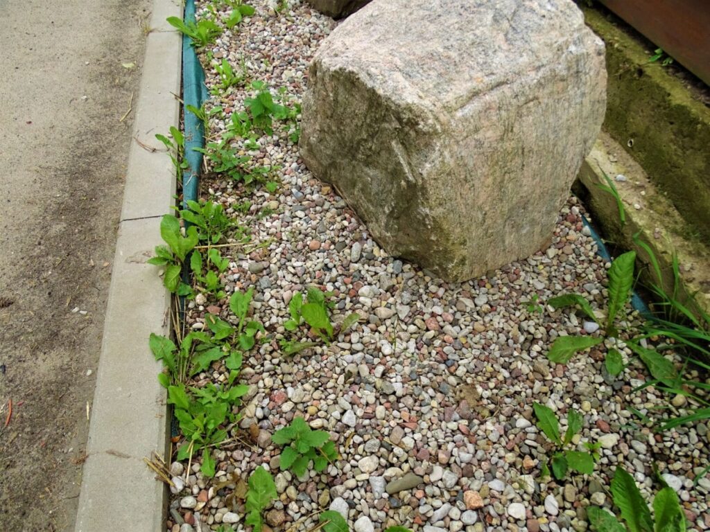 Dsc02462