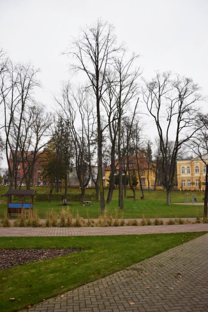 MIASTO PODEJMIE DZIAŁANIA MAJĄCE NA CELU USTALENIE PRZYCZYNY OBUMIERANIA DRZEW W OSTRÓDZIE 3 124541570 1071867239923909 2856209069948873191 O